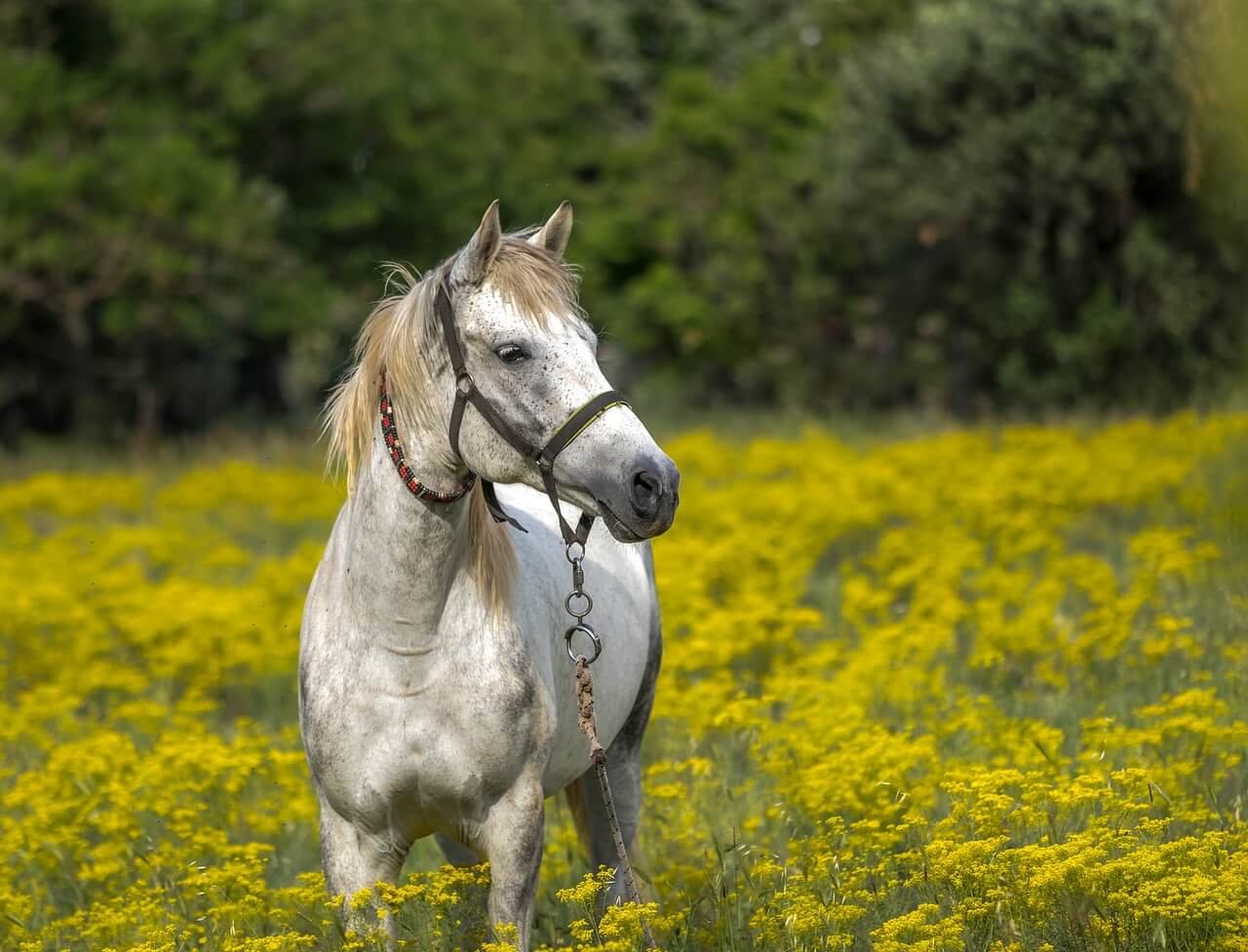 Rutas para montar a caballo en Mallorca
