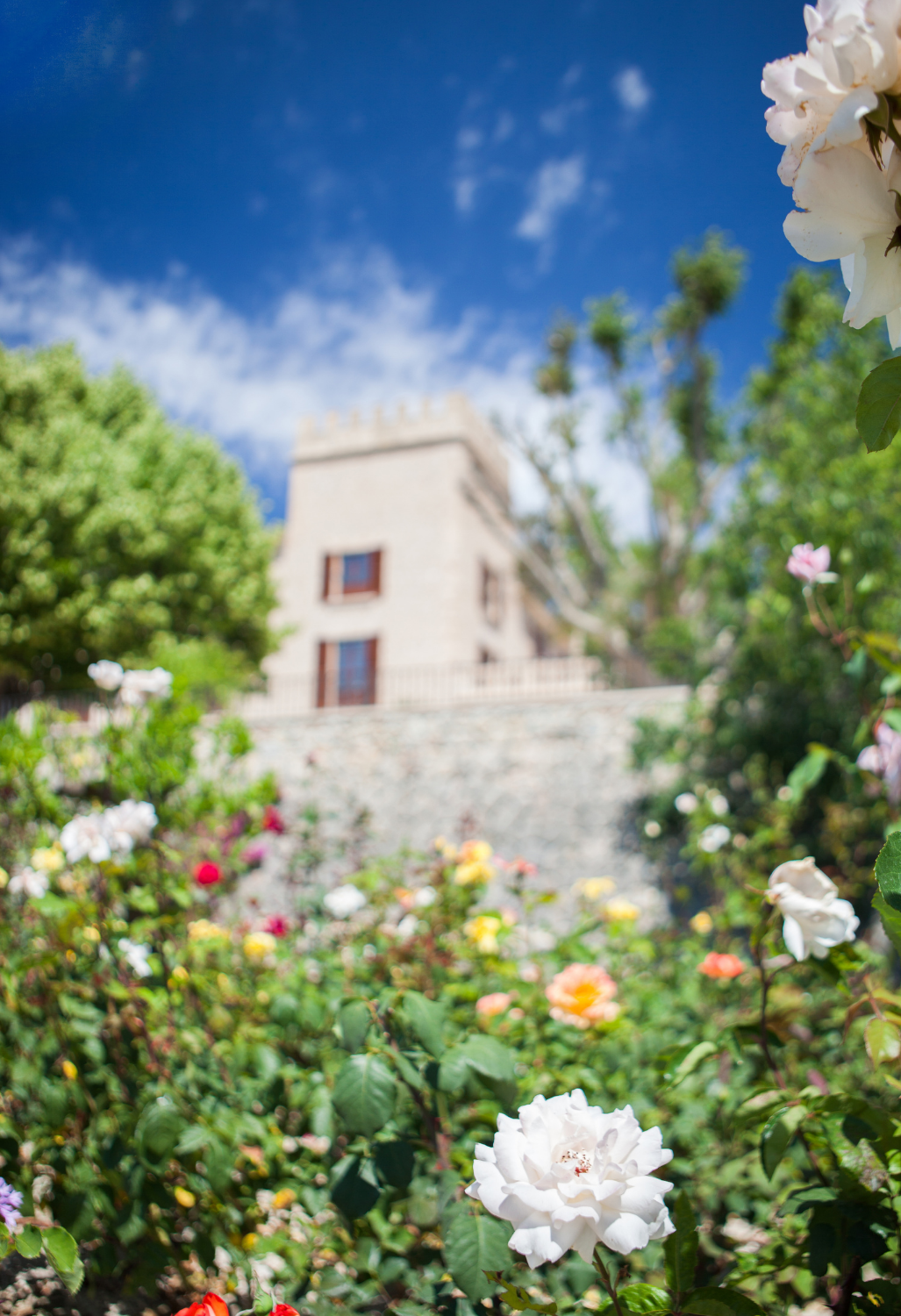 Focus on colourful flowers in a garden with Castell blurred on the background